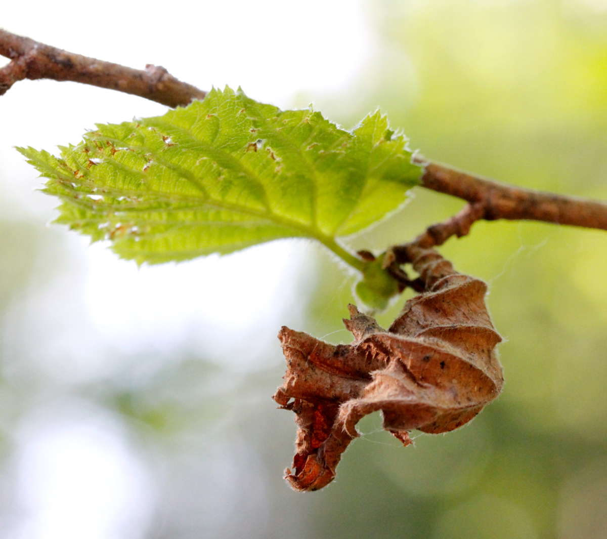 spring and autumn