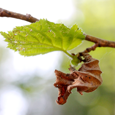 spring and autumn