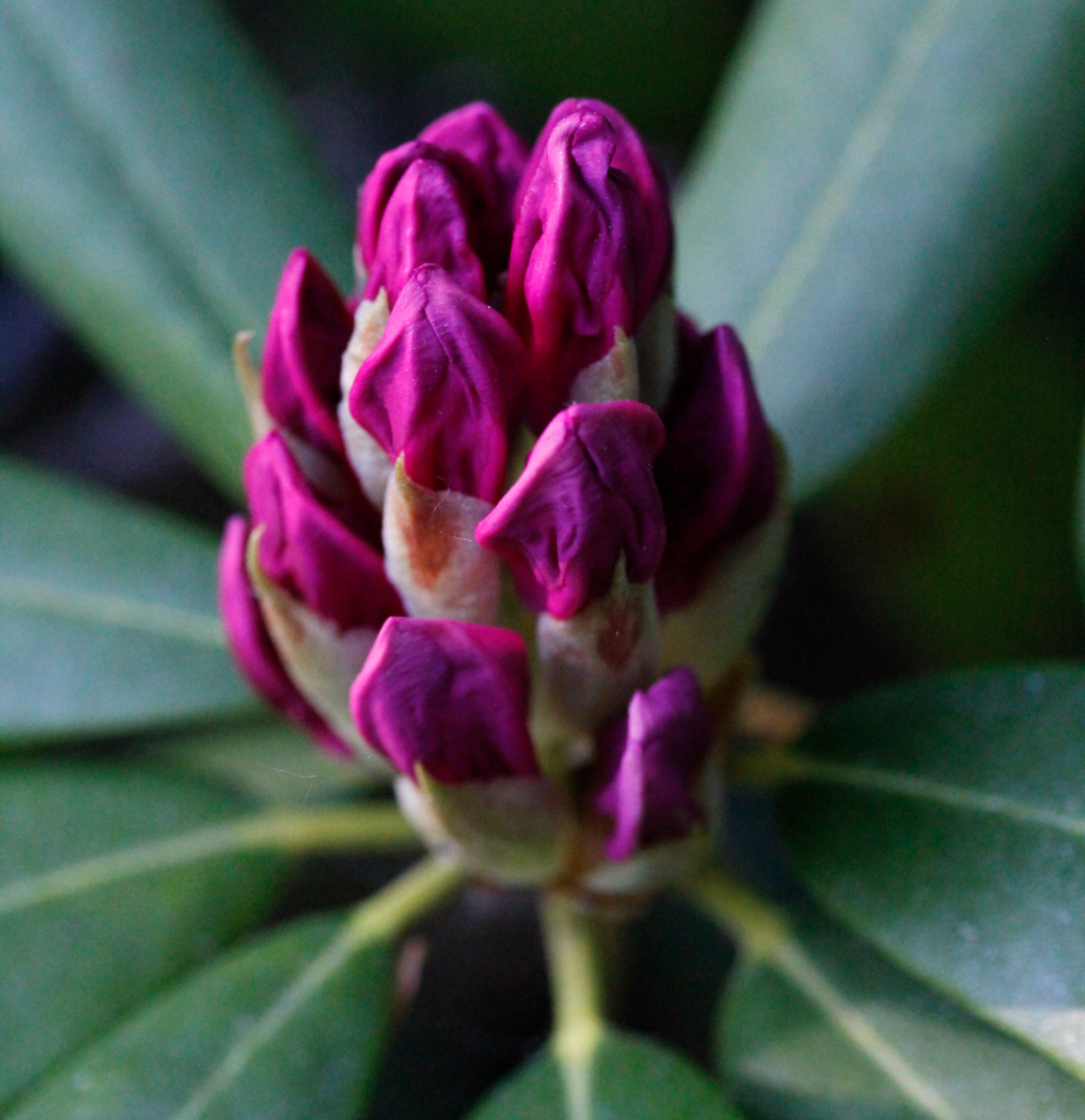 Rhododendron