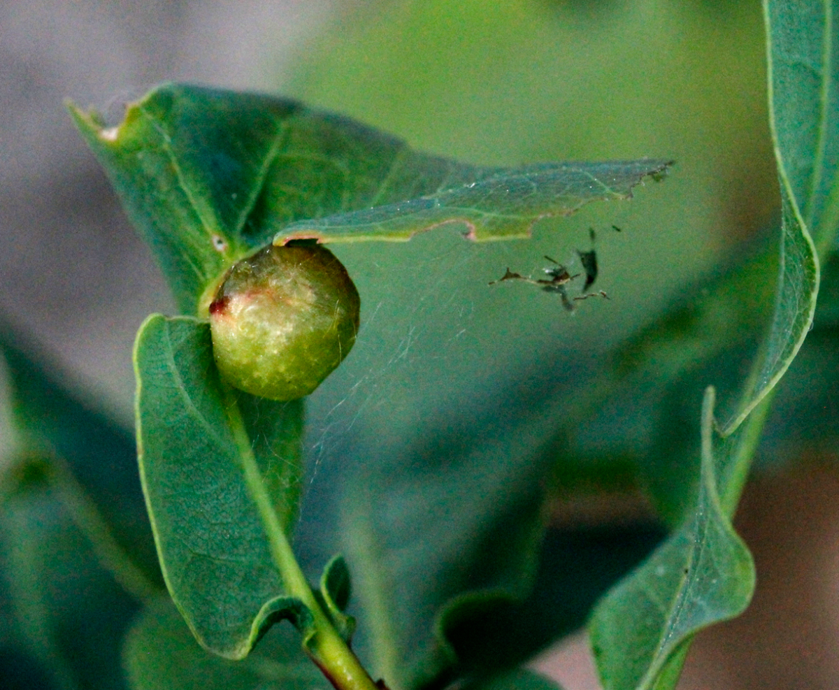 oak apple