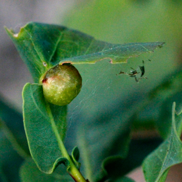 oak apple