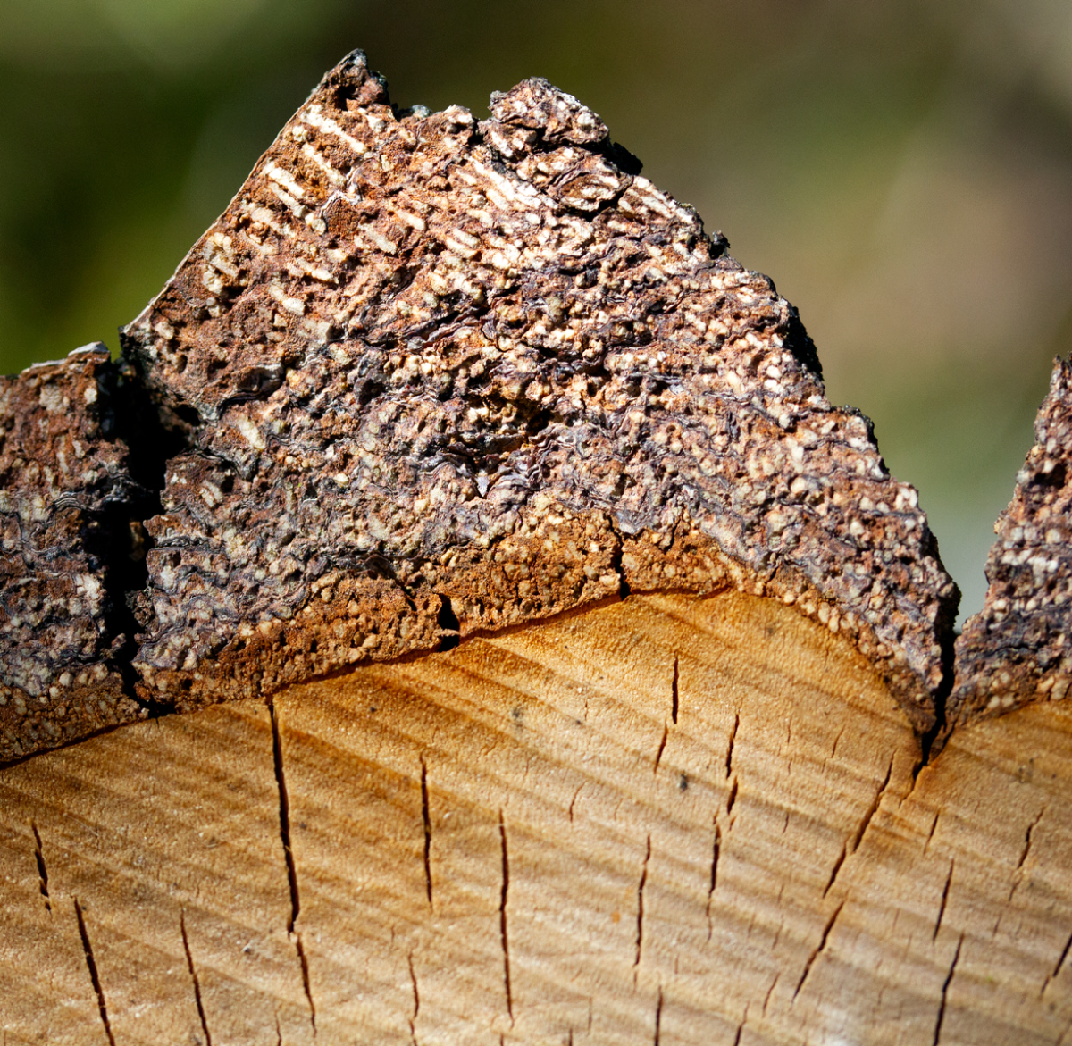 birch