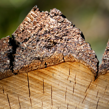birch