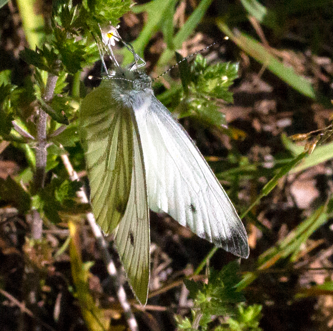 butterfly