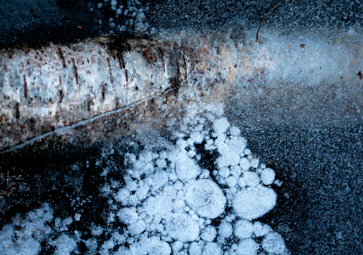 frozen birch