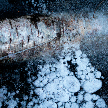 frozen birch