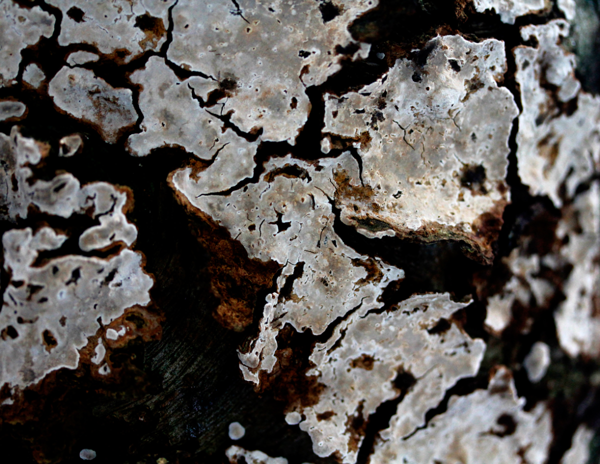 lichen