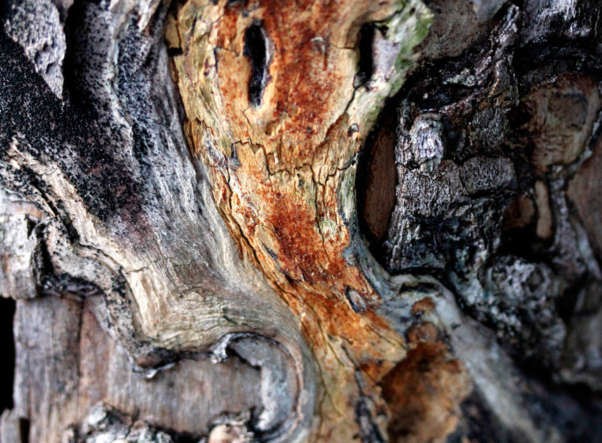 wood