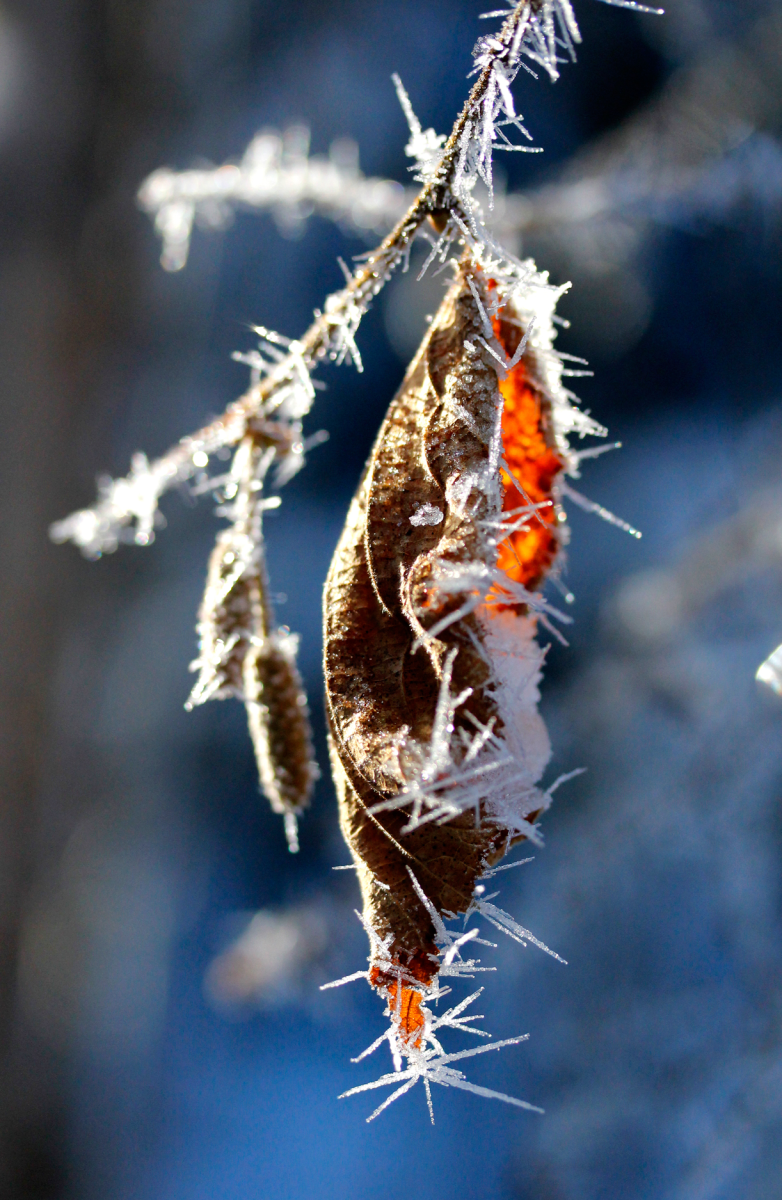 ice crystals
