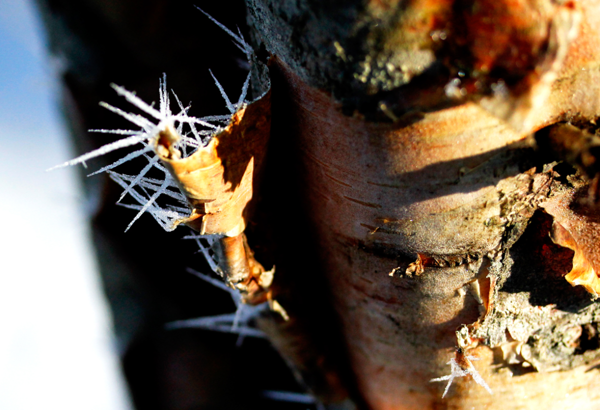 birch bark