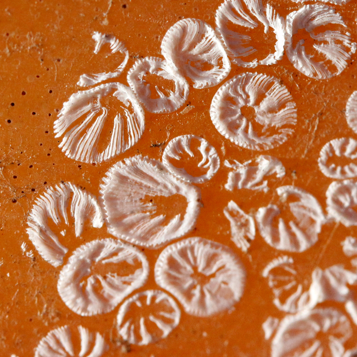 the footprints of barnacles
