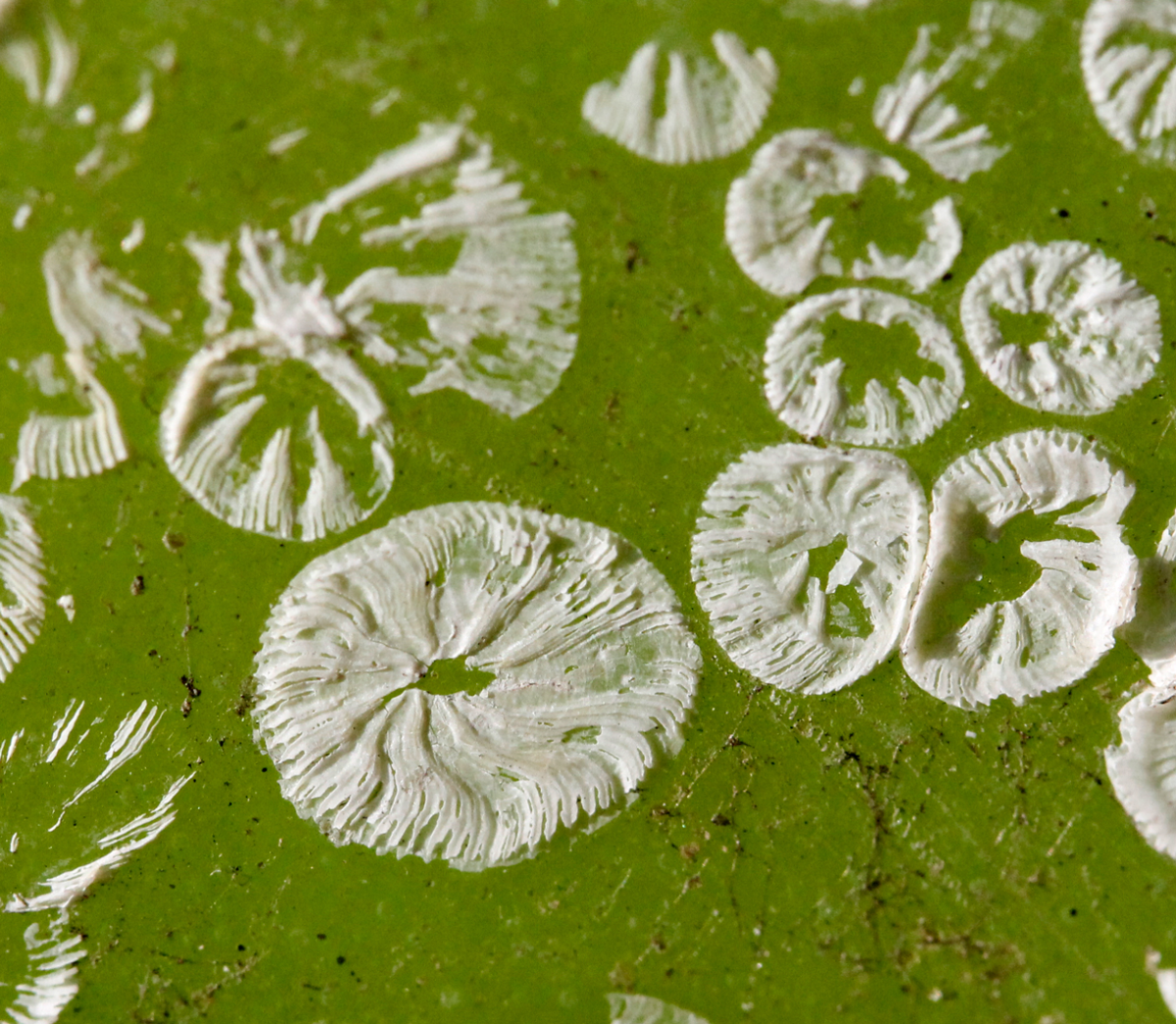 the footprints of barnacles
