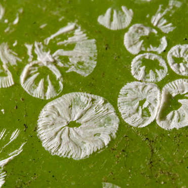 the footprints of barnacles