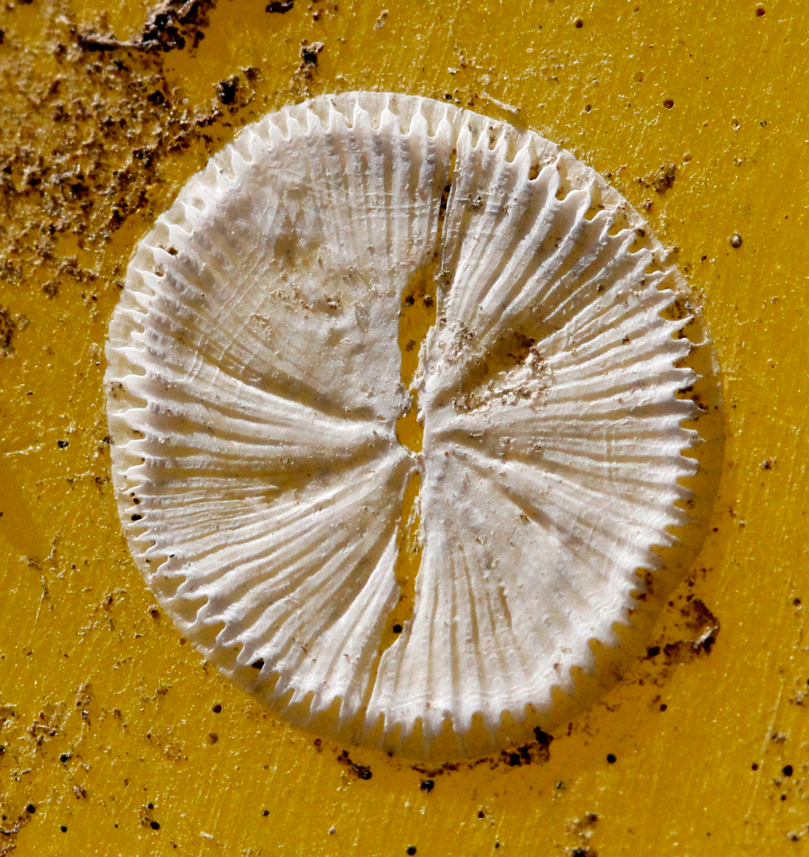 the footprints of barnacles