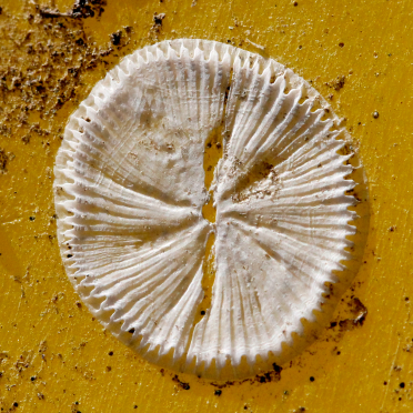 the footprints of barnacles