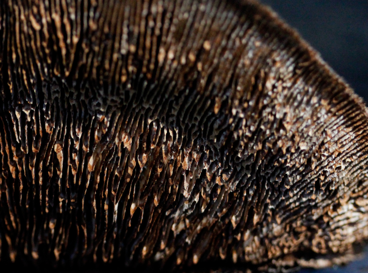 shelf fungi