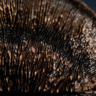 shelf fungi
