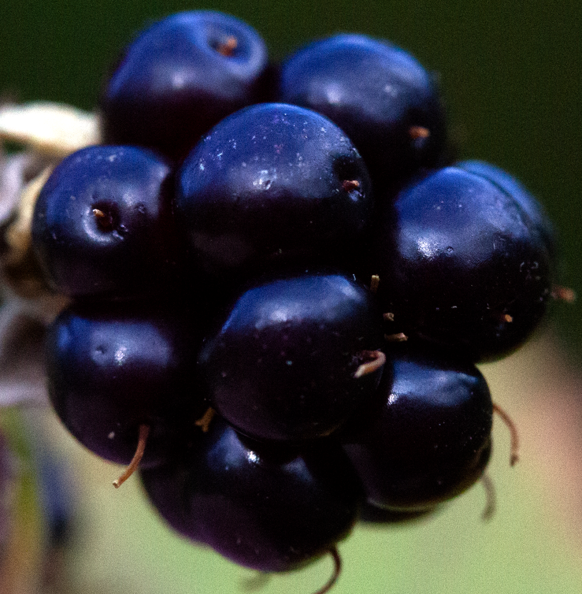blackberries