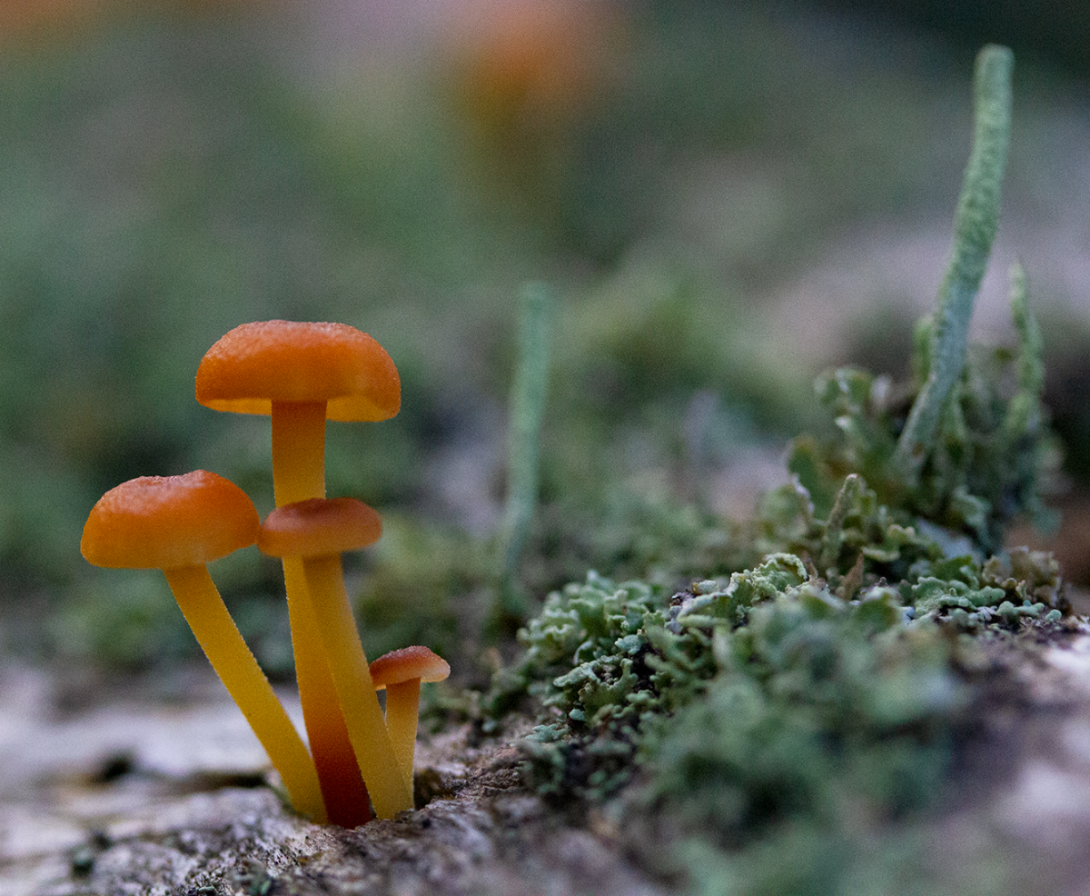 tiny shroom