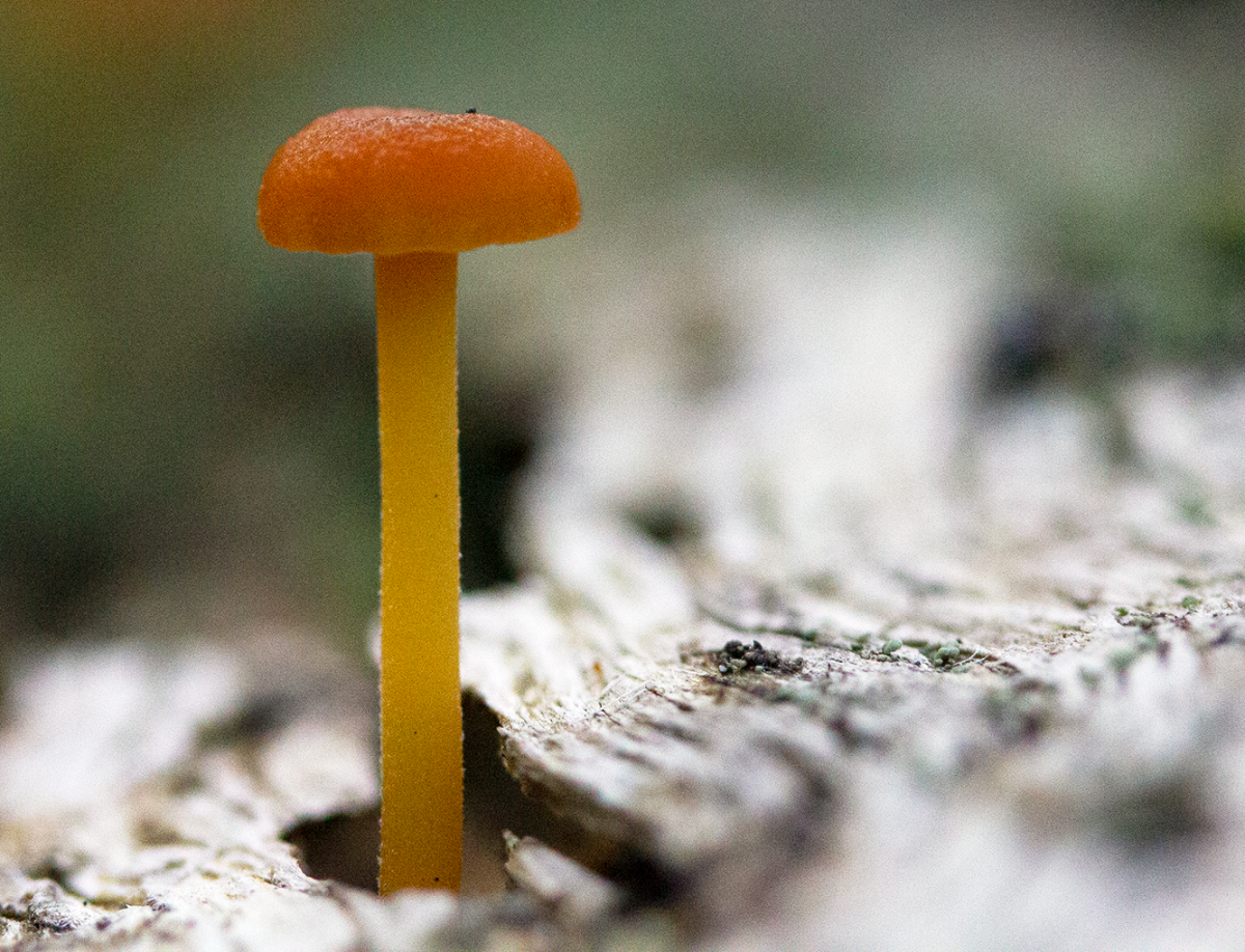 tiny shroom