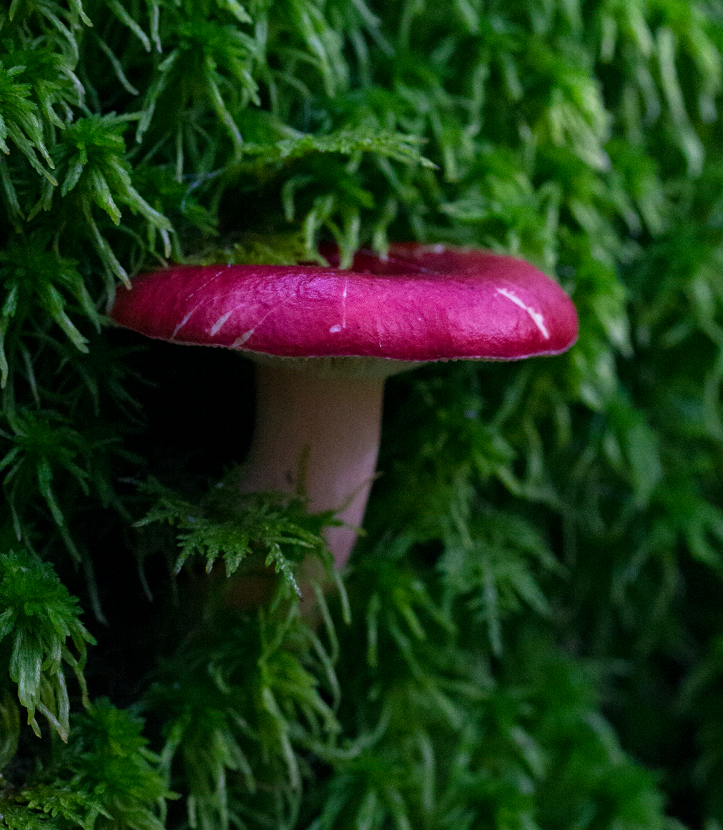 red shroom