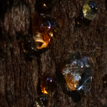 sap