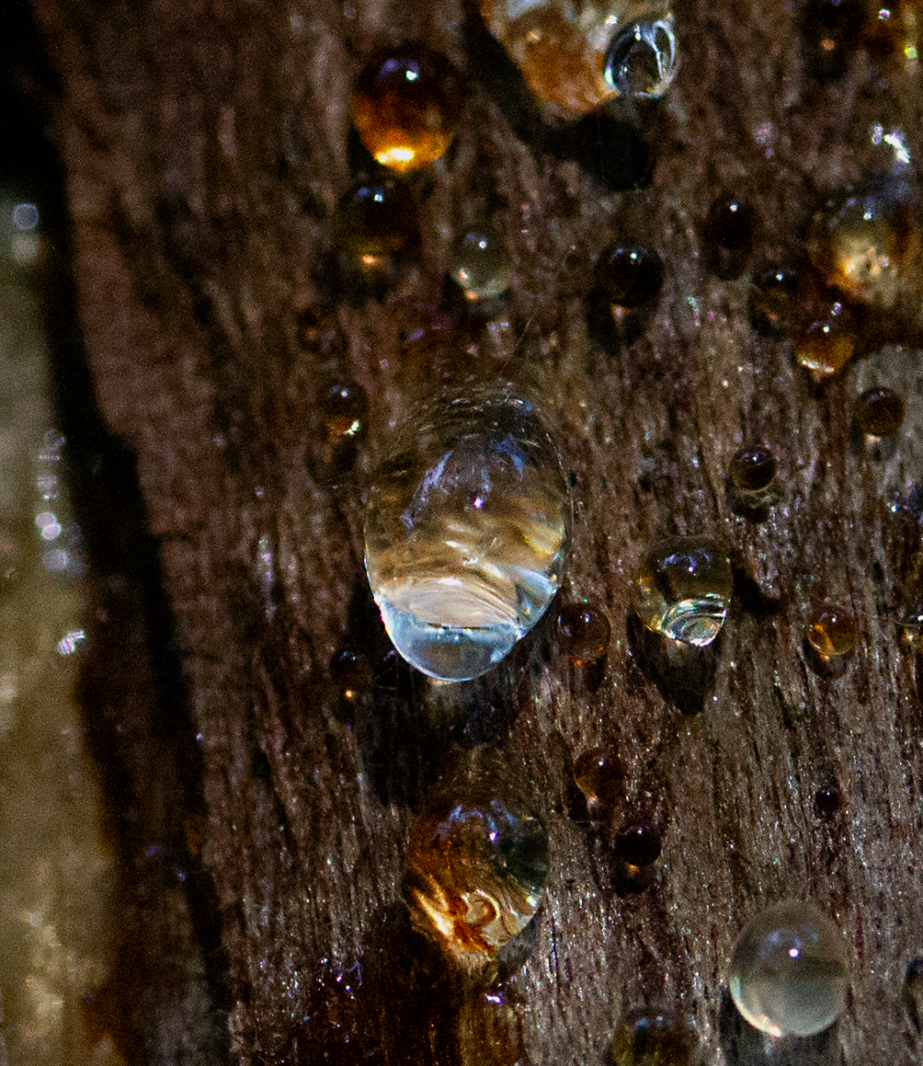 sap