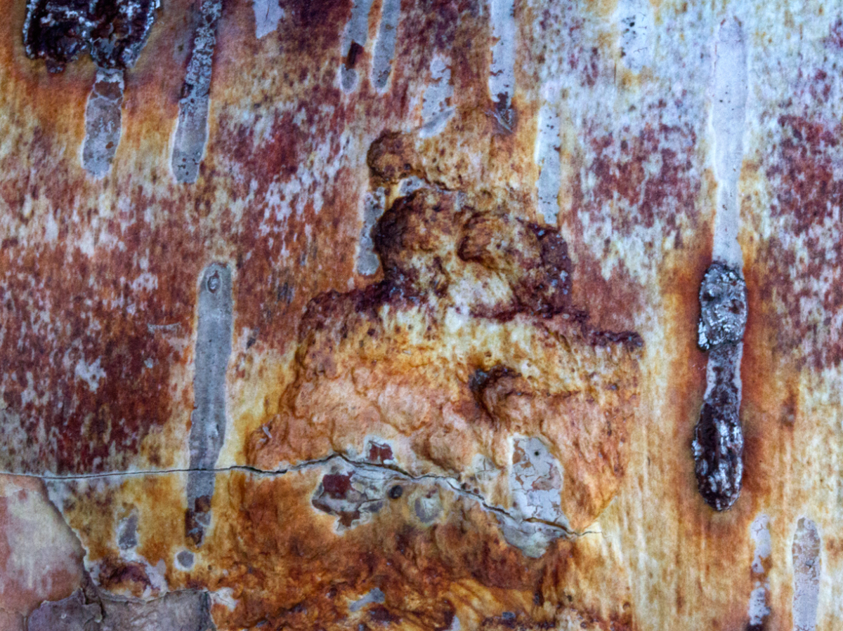 bark