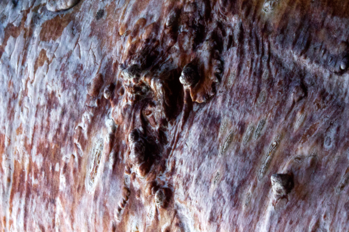 bark