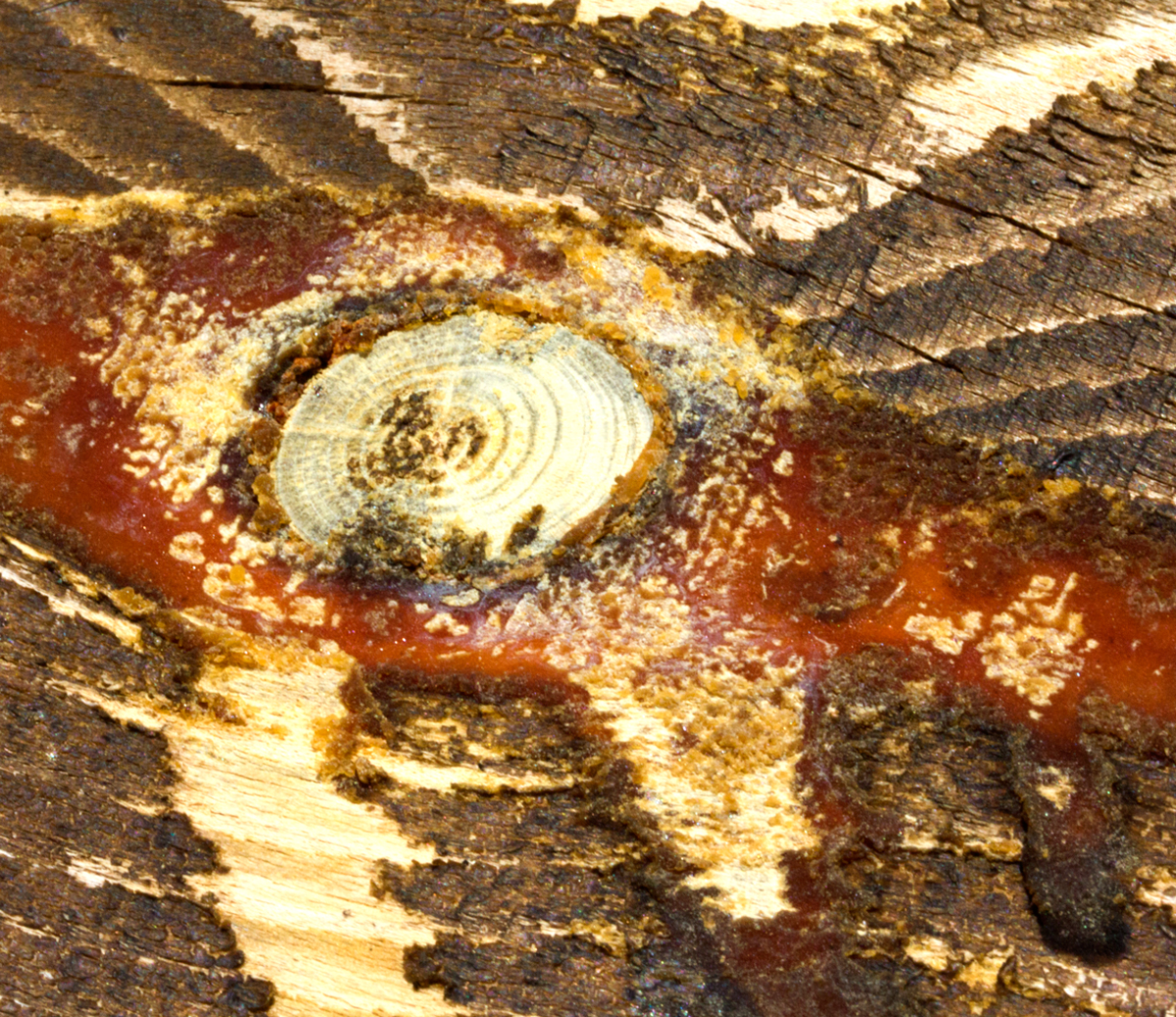 wood