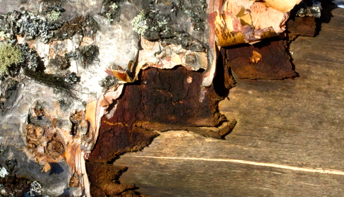 bark