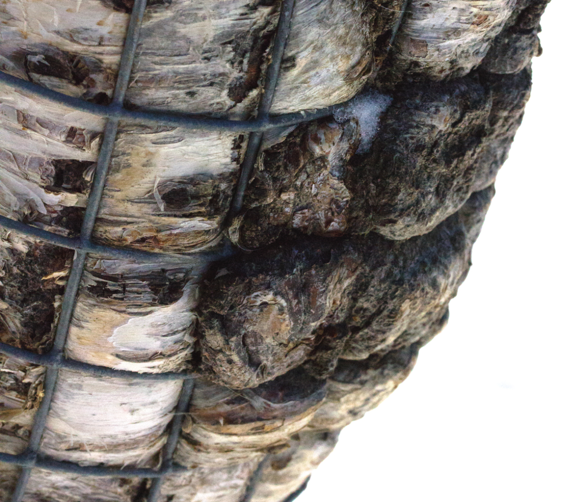 mountain birch and mesh