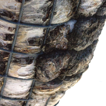 mountain birch and mesh