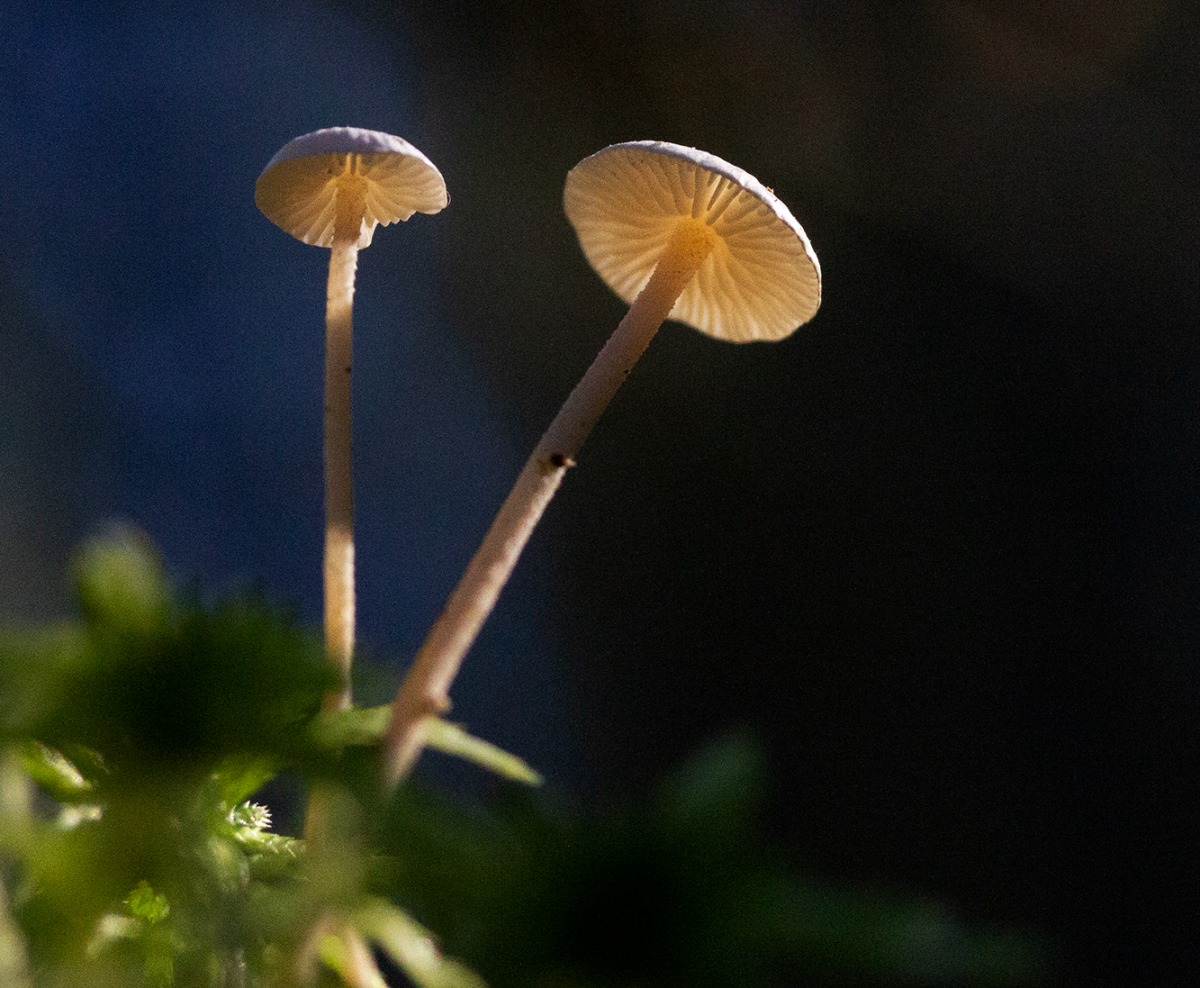 shroom