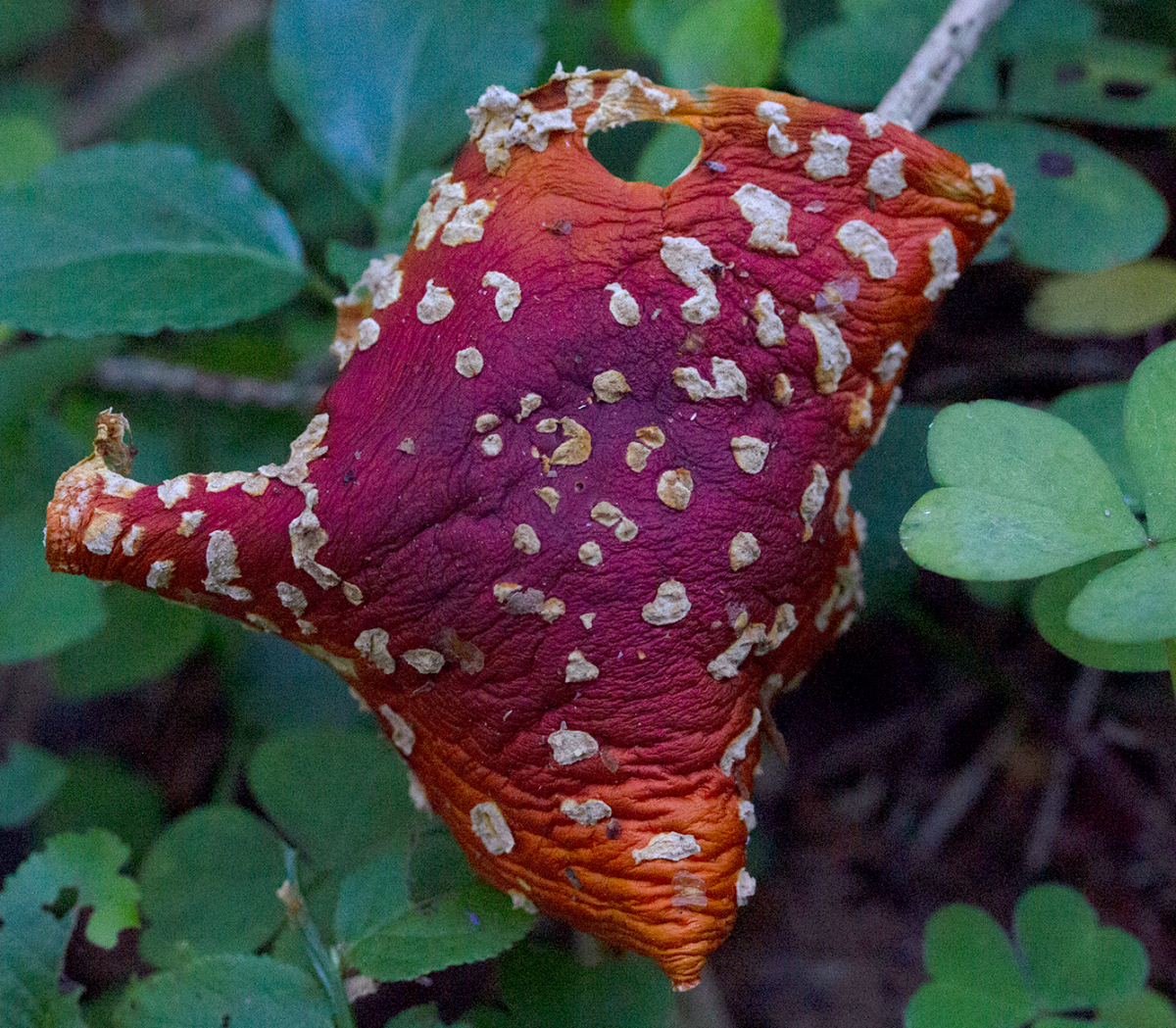 amanitra