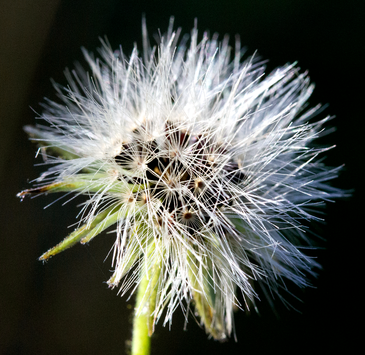 seeds