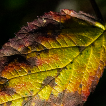 a leaf on the wind
