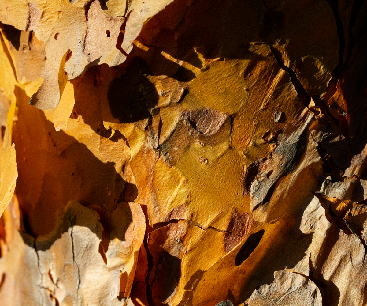 pine bark