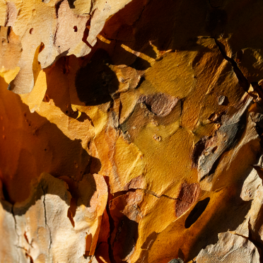 pine bark