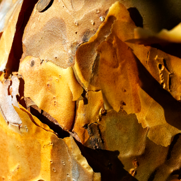 pine bark