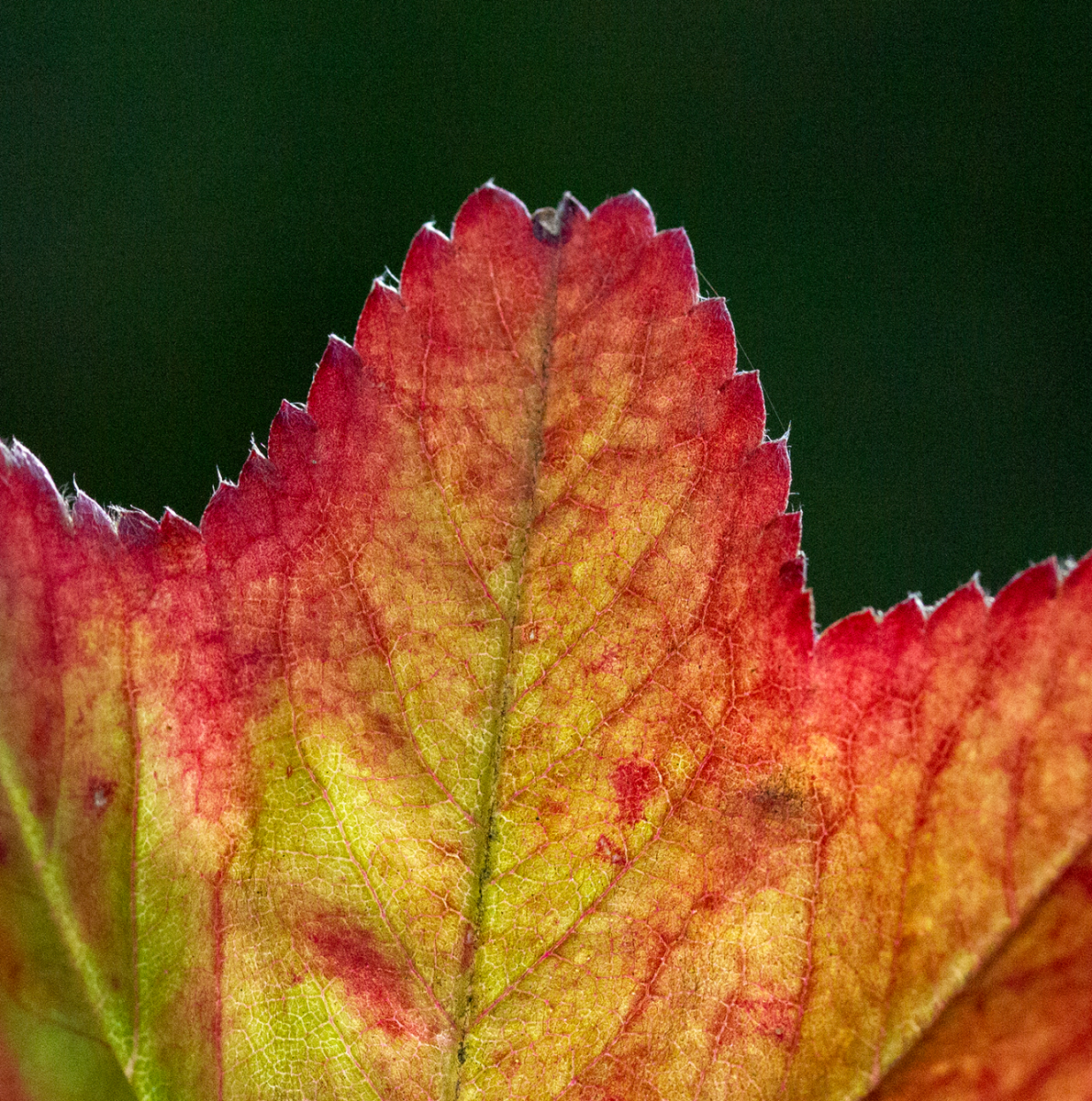 leaf on the wind