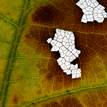 fungi on oak