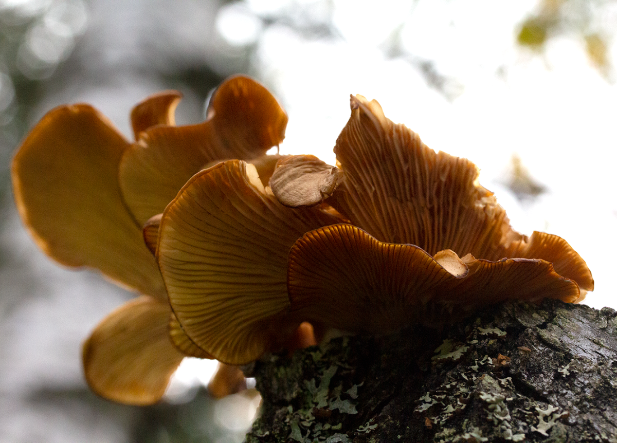 shroom