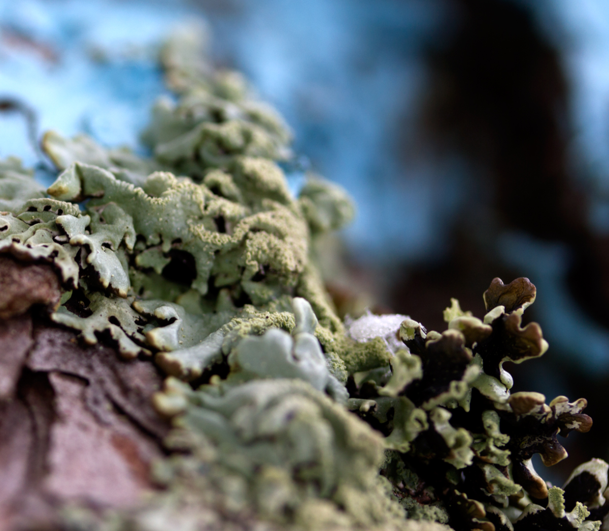 blue and fungi 