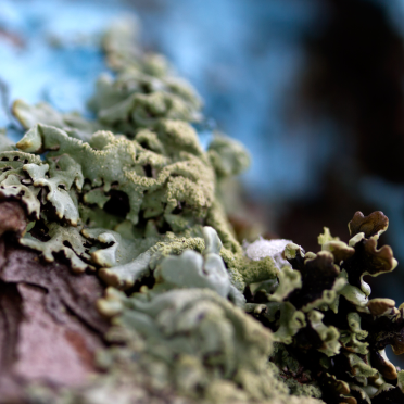 blue and fungi 