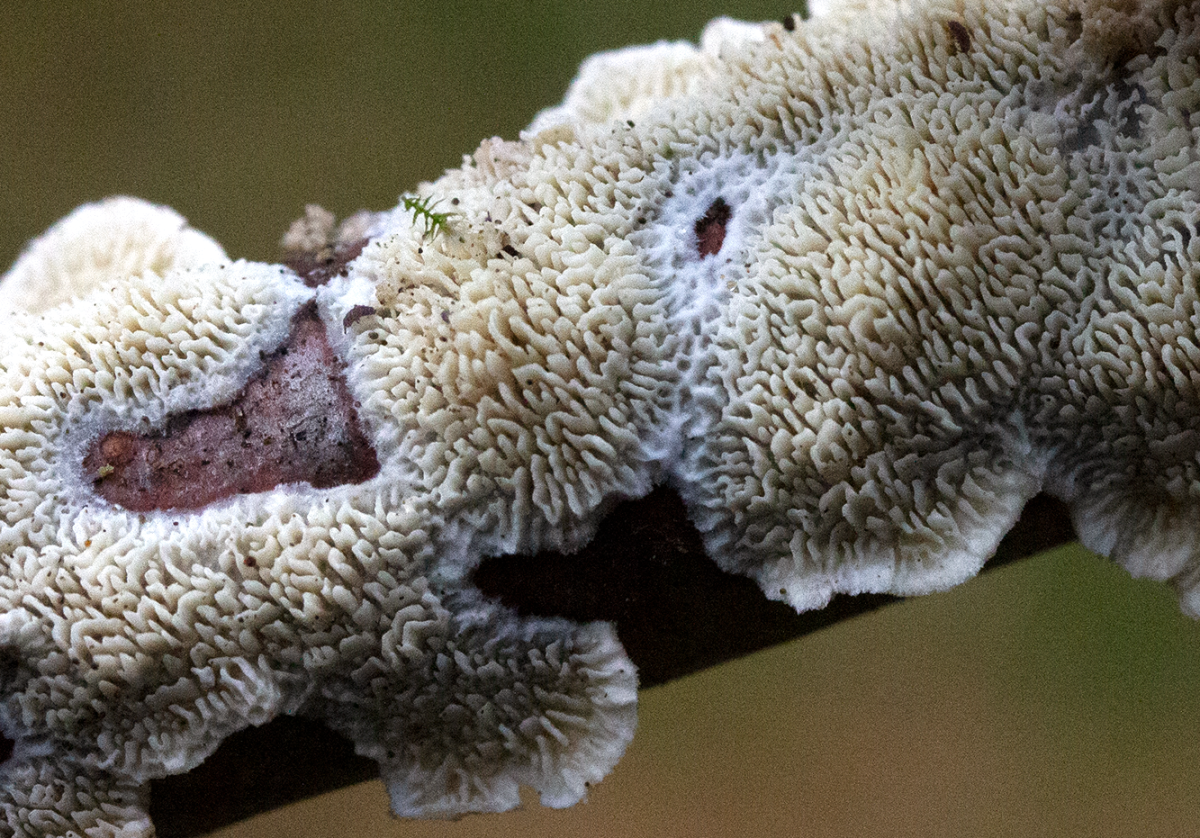 fungi