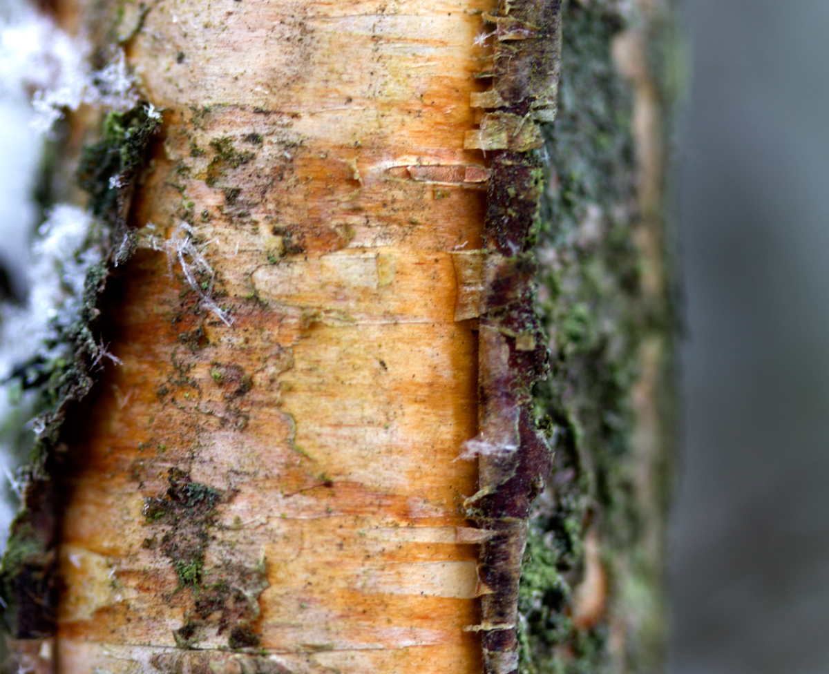 birch