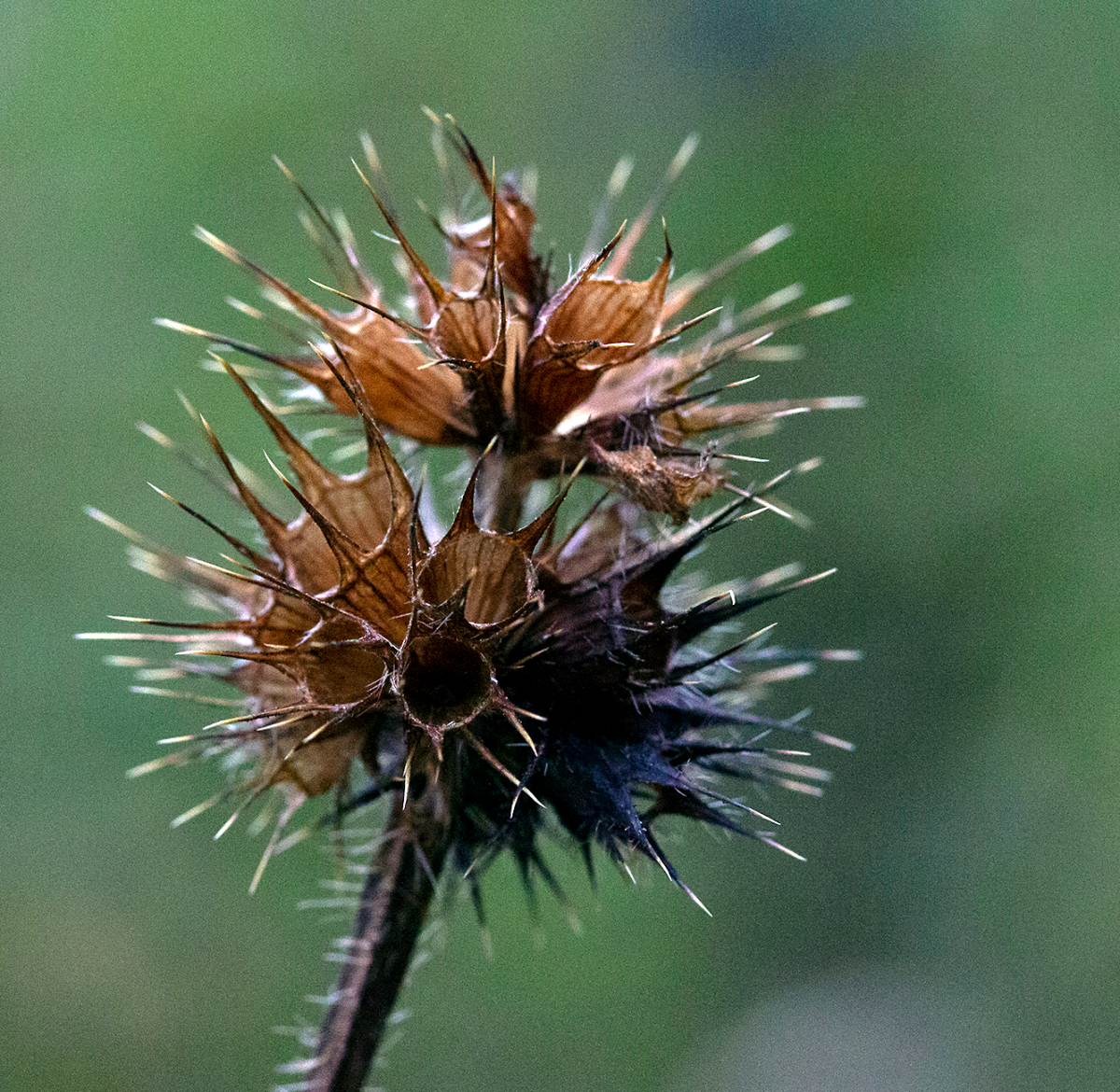 spikes