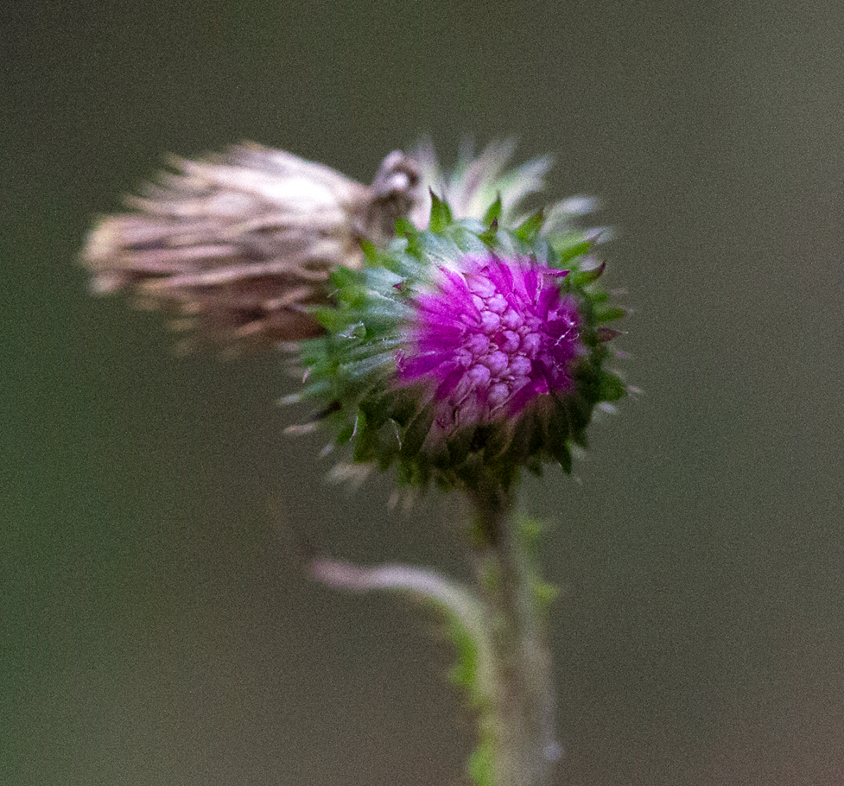 thistle