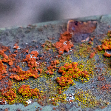 fungi on fungi on fungi